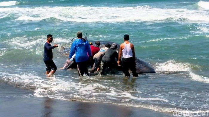Hiu tutul mati terjerat jaring nelayang di Pantai Jatimalang, Desa Jatimalang, Kecamatan Purwodadi, Purworejo, Selasa (12/9/2023).