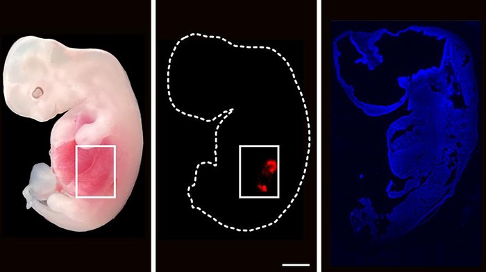 Pertama di Dunia, Ilmuwan China Modifikasi Ginjal Manusia di Tubuh Babi