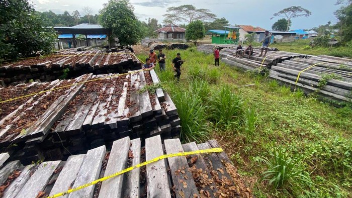 Oknum Asn Di Teluk Bintuni Ditetapkan Tersangka Kasus Illegal Logging