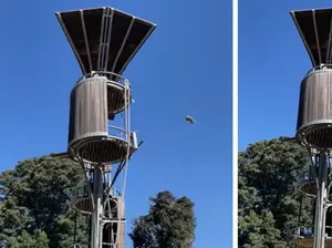 Viral Video Detik-detik Orang Utan Lempar Posum dari Kandang