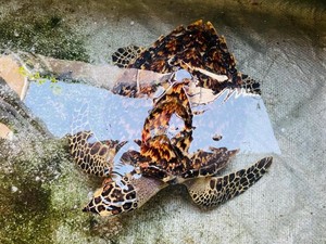 Alasan Logis Penyu Sisik Langka Ditemukan di Sungai Gunung Anyar Surabaya