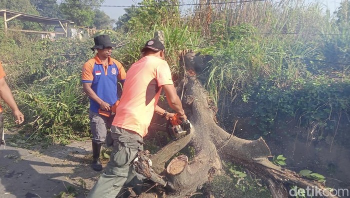 Petugas BPBD saat mengevakuasi pohon kersen yang tumbang di Sukabumi