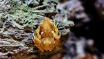 Eksotisnya Katak Pohon Mutiara Langka di Gunung Sanggabuana