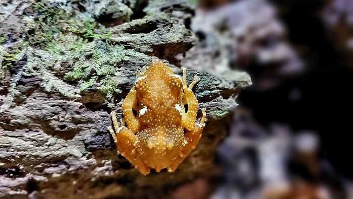Pohon katak mutiara