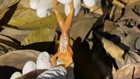 Ciri khas keunikannya adalah berwarna oranye kecokelatan, dengan bintik putih acak di sebagian besar tubuhnya. Bintik putih atau merah, serta kuning keputihan itu yang mirip mutiara sehingga disebut katak ini disebut katak pohon mutiara