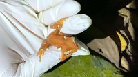 Katak mutiara endemik jawa itu termasuk hewan nocturnal langka, yang hingga kini populasinya terus menurun akibat berkurangnya alam liar yang menjadi habibat mereka. 
