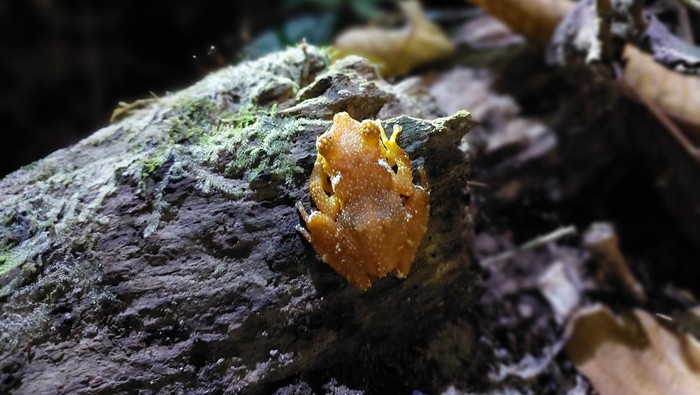 Pohon katak mutiara
