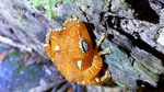 Eksotisnya Katak Pohon Mutiara Langka di Gunung Sanggabuana
