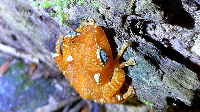 Pohon katak mutiara