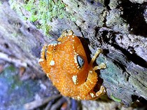 Eksotisnya Katak Pohon Mutiara Langka di Gunung Sanggabuana