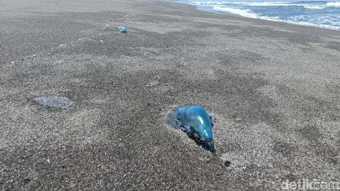 Potret ubur-ubur yang ditemukan di Pantai Glagah, Kapanewon Temon, Kulon Progo, DIY, Selasa (12/9/2023).