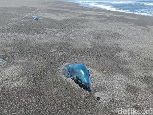 Waspada Sengatan Ubur-ubur Pantai Selatan, Dokter Pesan Bawa Cuka