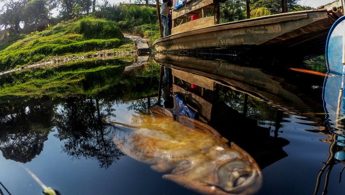 Foto udara Sungai Cileungsi yang airnya hitam tercemar limbah di kawasan Ciangsana, Gunung Putri, Kabupaten Bogor, Jawa Barat, Selasa (12/9/2023). Menurut Komunitas Peduli Sungai Cileungsi-Cikeas (KP2C) pencemaran Sungai Cileungsi sudah berlangsung lebih dari tujuh tahun, pengawasan dan pembinaan yang dilakukan oleh pemerintah selama ini ternyata tidak efektif karena pencemaran yang diduga dari limbah industri selalu terjadi dan berulang. ANTARA FOTO/Yulius Satria Wijaya/rwa.