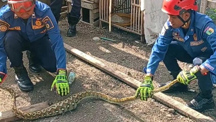 Ular piton 2 meter di Kota Palu dievakuasi usai mangsa ternak warga.