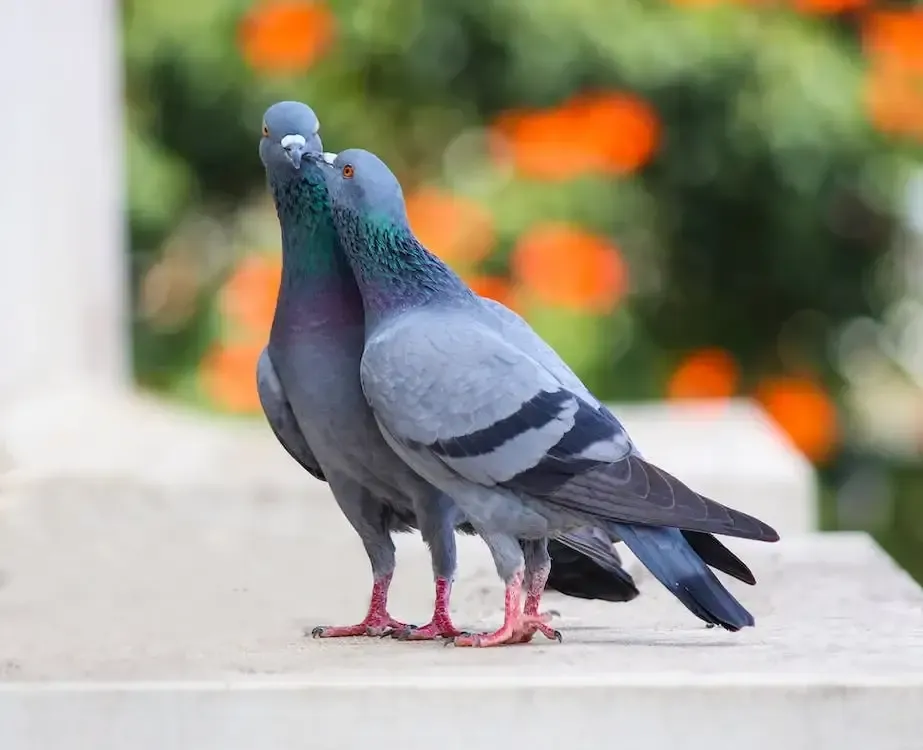Wanita dikritik karena sebuta makan burung merpati bisa bikin cantik.