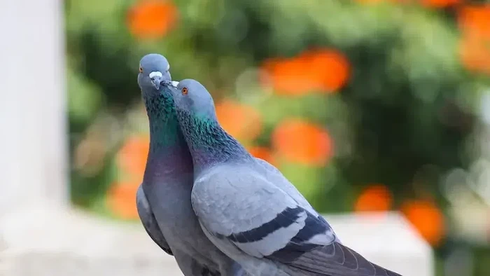Wanita dikritik karena sebuta makan burung merpati bisa bikin cantik.