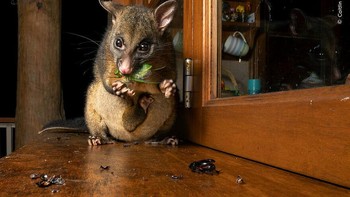 Karya Caitlin Henderson, Australia. Caitlin Henderson menemukan tamu tak terduga di balkonnya sebagai seekor posum sedang mengemil jangkrik besar.  Foto: The Natural History Museum