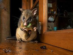 Karya Mencengangkan Finalis Kontes Foto Satwa Liar