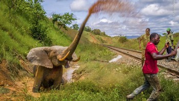 Karya Jasper Doest, Gabon. Jasper Doest (Belanda) menunjukkan momen-momen terakhir penderitaan luar biasa yang dirasakan seekor gajah yang tertabrak kereta api. Tabrakan tersebut menghancurkan pinggul gajah tersebut hingga tidak dapat diperbaiki lagi, dan gajah tersebut harus dibunuh. Foto: The Natural History Museum