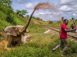 Karya Mencengangkan Finalis Kontes Foto Satwa Liar