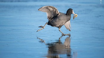 Karya Zhai Zeyu, China. Burung coot merupakan salah satu burung yang paling tersebar luas, dengan wilayah jelajah yang tersebar di Eropa dan Asia, hingga ke Afrika Utara dan Australia. Mereka memerlukan wilayah perairan terbuka yang luas dengan tutupan di dekatnya untuk bersarang, dan populasinya dapat mencapai terkena dampak ketika habitatnya diganggu oleh manusia. Foto: The Natural History Museum