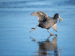 Karya Mencengangkan Finalis Kontes Foto Satwa Liar