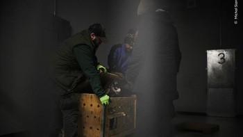 Karya Michał Siarek, Poland. Michał Siarek merekam saat tim dari Kebun Binatang Poznań membuka peti untuk memeriksa anak harimau yang dievakuasi. Michał mendokumentasikan upaya untuk mengevakuasi hewan termasuk hewan liar milik pribadi seperti harimau, dari seluruh Ukraina yang dilanda perang. Foto: The Natural History Museum