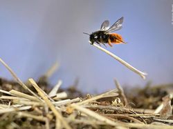 Karya Mencengangkan Finalis Kontes Foto Satwa Liar