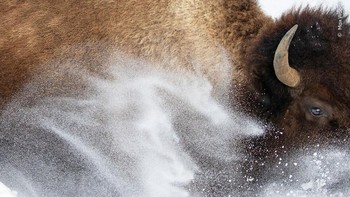 Max Waugh, AS. Max Waugh melihat seekor bison dataran sedang menendang salju di atas tubuhnya yang besar. Dari kendaraannya Max melihat bison itu mulai menuruni bukit menuju jalan, mengumpulkan momentum, dan dia berhenti untuk memberi mereka ruang untuk menyeberang. Max membingkai bison dengan ketat untuk menciptakan komposisi asli ini. Foto: Natural History Museum