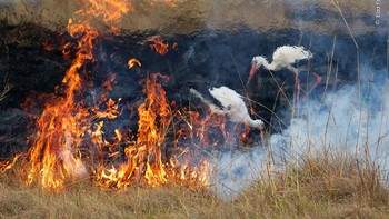 Karya Elza Friedländer, Kenya. Elza Friedländer menunjukkan sepasang bangau putih yang berkilauan panas di atas tanah yang terbakar akibat api yang terkendali. Seperti yang telah diantisipasi Elza, tak lama setelah api yang terkendali dinyalakan di kawasan Maasai Mara di Kenya, ratusan burung berdatangan, terutama bangau dan bangau Foto: Natural History Museum