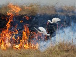 Karya Mencengangkan Finalis Kontes Foto Satwa Liar