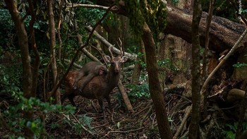 Karya Atsuyuki Ohshim, Jepang. Atsuyuki Ohshima dengan cepat membingkai interaksi yang tidak biasa saat seekor kera melompat ke atas seekor rusa. Gerakan tiba-tiba di belakang rusa jantan sika menarik perhatian Atsuyuki. Dalam sekejap seekor kera Yakushima muda melompat ke punggung rusa. Foto: Natural History Museum