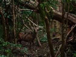 Karya Mencengangkan Finalis Kontes Foto Satwa Liar