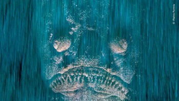 Karya Pietro Formis, Kroasia. Pietro Formis menemukan seorang pengamat bintang Mediterania sedang mengintip melalui dasar berpasir di perairan pantai. Foto: Natural History Museum