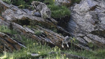 Karya Donglin Zhou, China. Donglin Zhou menyaksikan drama macan tutul salju yang memburu kucing Pallas. Ketika macan tutul salju mulai beraksi, Donglin berasumsi bahwa ia sedang mengincar seekor marmut karena kucing Pallas menyatu dengan sangat baik dengan bebatuanFoto: Natural History Museum