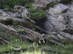 Karya Mencengangkan Finalis Kontes Foto Satwa Liar