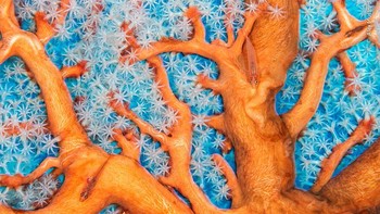 Karya Alex Mustard, Indonesia. Alex Mustard menunjukkan keanekaragaman hayati terumbu karang yang sehat saat ikan gobi hantu berenang di dahan kipas laut. Alex sangat menyukai ikan gobi, yang biasanya gelisah, namun ia bertekad untuk membayangkan lebih dari satu ikan gobi dalam bingkai. parasit kopepoda pada seekor ikan. Foto: Natural History Museum