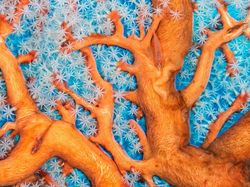 Karya Mencengangkan Finalis Kontes Foto Satwa Liar