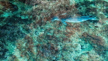 Karya Bruno Damicis, Yunani. Gambar anjing laut biarawan Mediterania yang mirip mosaik. Anjing laut biarawan Mediterania dulunya beristirahat di pantai terbuka, namun kini sebagian besar mencari keamanan di gua. Foto: Natural History Museum