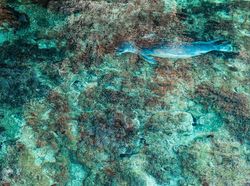 Karya Mencengangkan Finalis Kontes Foto Satwa Liar