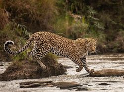 Karya Mencengangkan Finalis Kontes Foto Satwa Liar