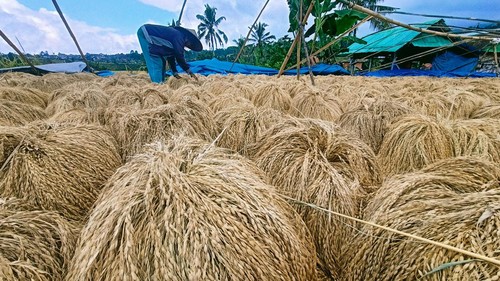 Proses penjemuran gabah hasil panen padi beras merah di Jatiluwih.