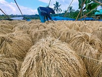 Harga Gabah Kering di Tabanan Naik Tajam