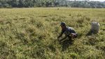 27.000 Hektare Lahan Pertanian Indonesia Mengering Gegara Kemarau