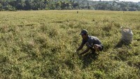 Kementerian Pertanian mencatat seluas 27.000 hektare lahan pertanian di Indonesia mengalami kekeringan, melonjak dibandingkan musim kemarau tahun 2022 seluas 2.700 hektare.  
