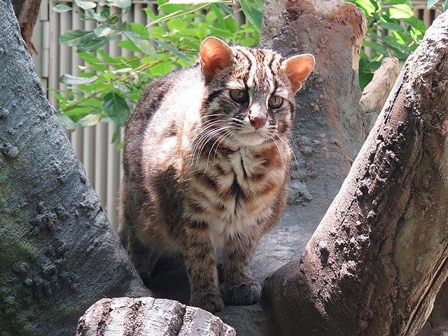 Macan Akar