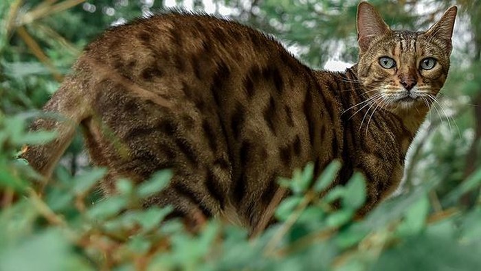 Macan Akar