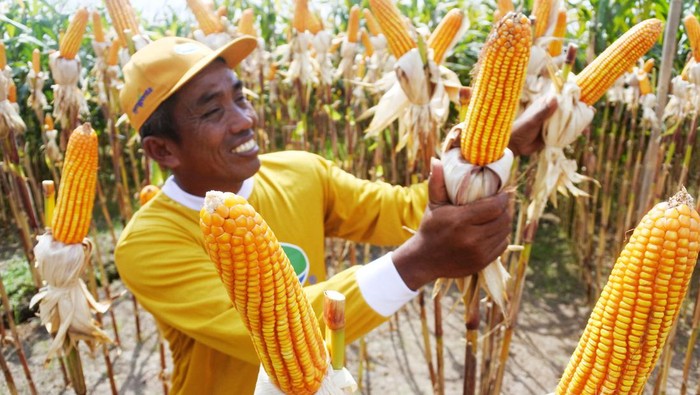 Melihat Panen Jagung Bioteknologi di Jember Salah satu jagung bioteknologi pertama di Indonesia yang memiliki keunggulan ganda, toleran terhadap herbisida glifosat baru saja panen dan menghasilkan bagi petani. Seperti apa?