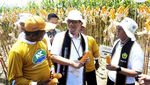 Melihat Panen Jagung Bioteknologi di Jember