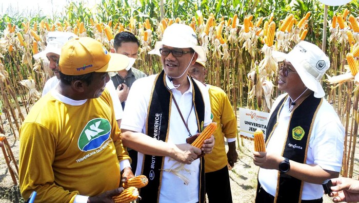 Melihat Panen Jagung Bioteknologi di Jember Salah satu jagung bioteknologi pertama di Indonesia yang memiliki keunggulan ganda, toleran terhadap herbisida glifosat baru saja panen dan menghasilkan bagi petani. Seperti apa?